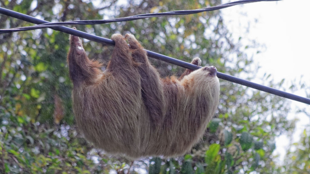 01 - Volcan Poas (06).jpg